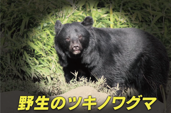 野生動物被害防止